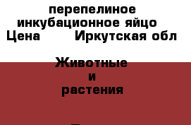 перепелиное инкубационное яйцо › Цена ­ 8 - Иркутская обл. Животные и растения » Птицы   . Иркутская обл.